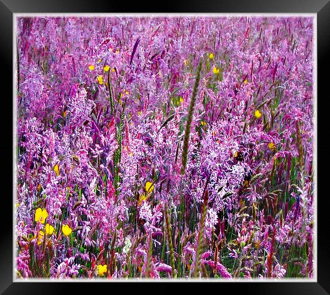 Field Flowers in Bloom Framed Print by paulette hurley