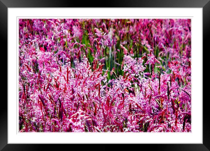 Pink Field in Bloom Framed Mounted Print by paulette hurley