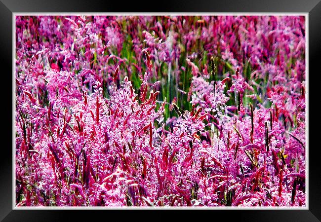 Pink Field in Bloom Framed Print by paulette hurley