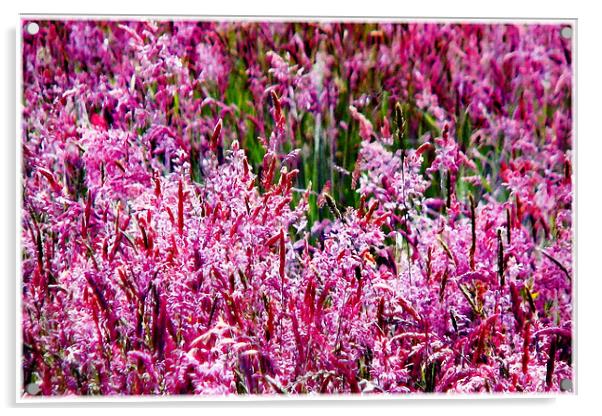 Pink Field in Bloom Acrylic by paulette hurley