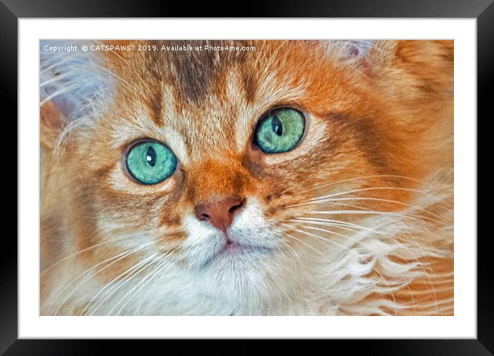 EYE CAT-CHING Framed Mounted Print by CATSPAWS 