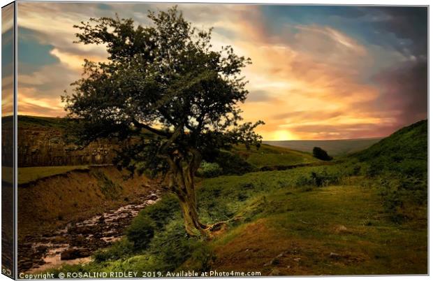 "The Tree" Canvas Print by ROS RIDLEY