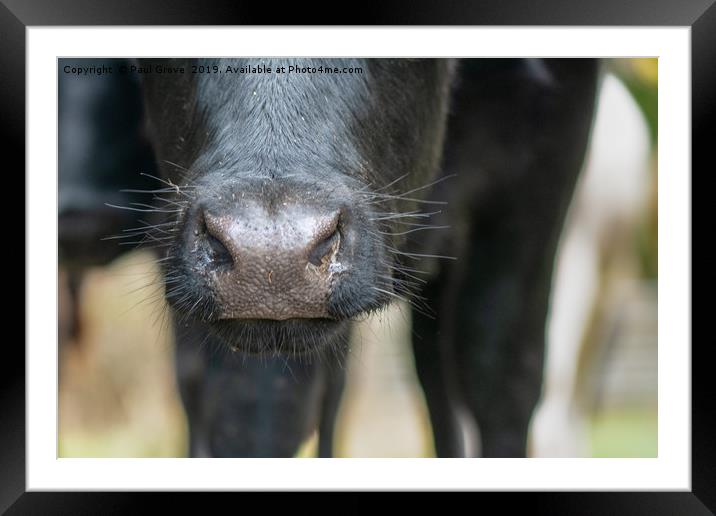 Cow's nose Framed Mounted Print by Paul Grove