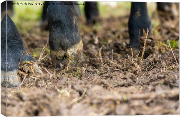 Cow's Hooves Canvas Print by Paul Grove