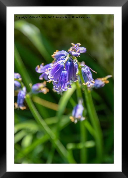 Bluebells in Spring Framed Mounted Print by Paul Grove