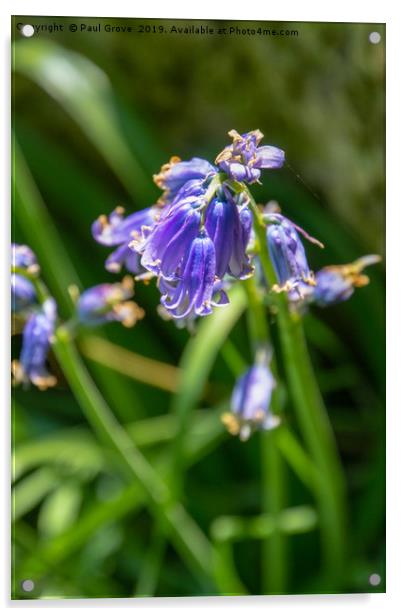 Bluebells in Spring Acrylic by Paul Grove