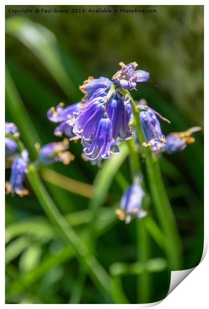 Bluebells in Spring Print by Paul Grove