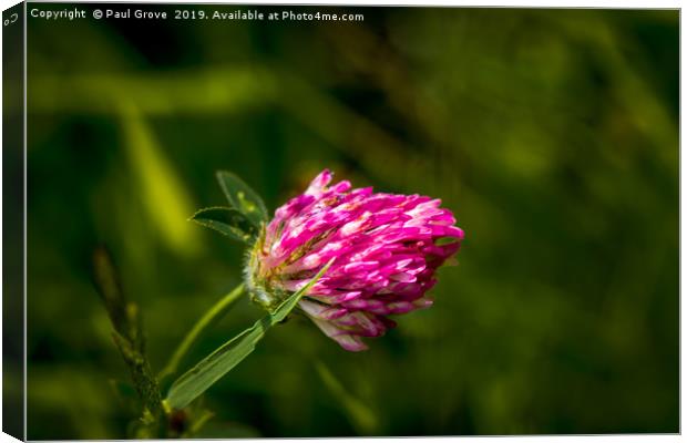 Meadow Clover Canvas Print by Paul Grove