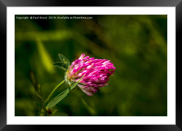 Meadow Clover Framed Mounted Print by Paul Grove