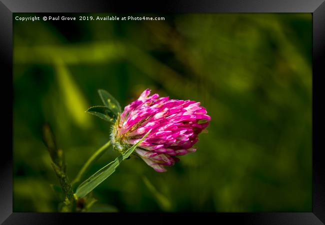 Meadow Clover Framed Print by Paul Grove