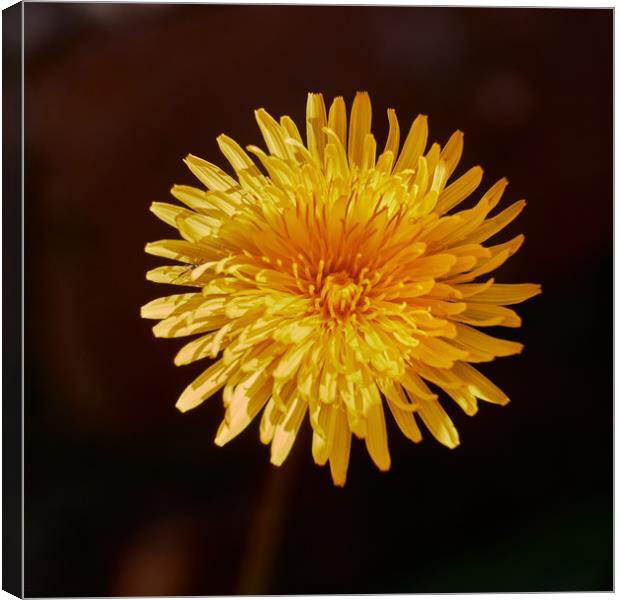 Dandelion (Taraxacum officinale) flower_DSF1593.jp Canvas Print by Hugh McKean