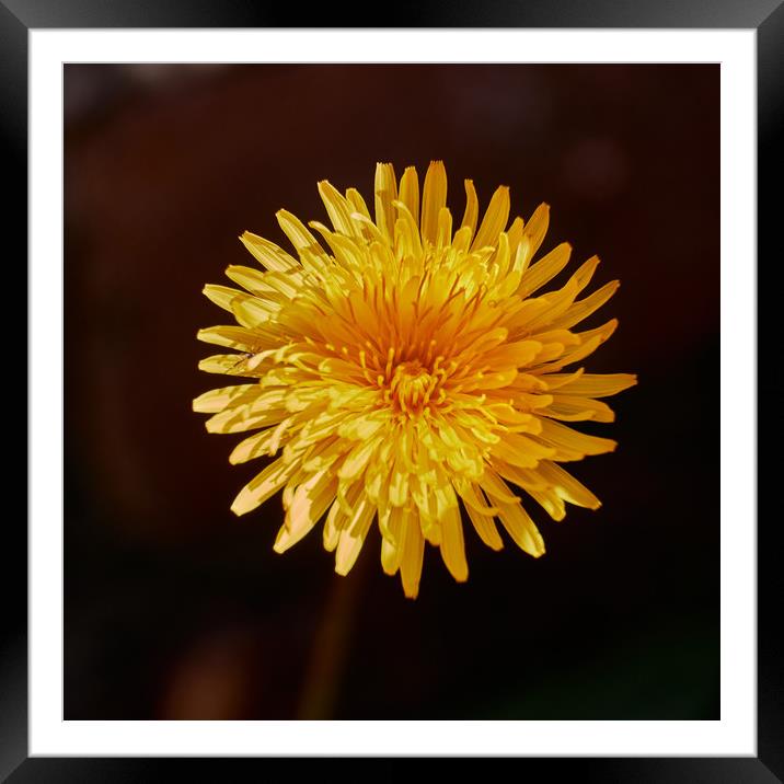 Dandelion (Taraxacum officinale) flower_DSF1593.jp Framed Mounted Print by Hugh McKean