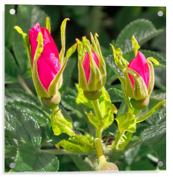 Rosa rugosa flower buds _DSF0933.jpg Acrylic by Hugh McKean
