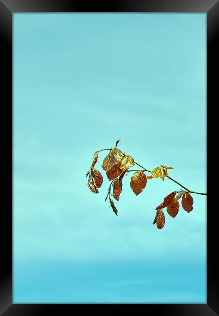 Spring leaves of the Common Beech tree_DSF1673.jpg Framed Print by Hugh McKean