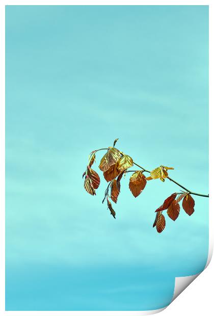 Spring leaves of the Common Beech tree_DSF1673.jpg Print by Hugh McKean