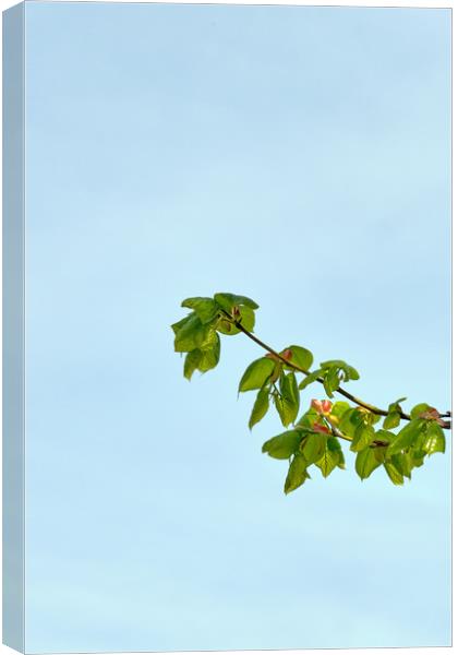 Spring leaves of the Small-leaved Lime_DSF1679.jpg Canvas Print by Hugh McKean