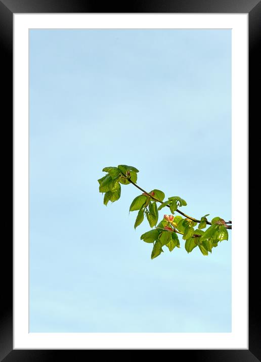 Spring leaves of the Small-leaved Lime_DSF1679.jpg Framed Mounted Print by Hugh McKean