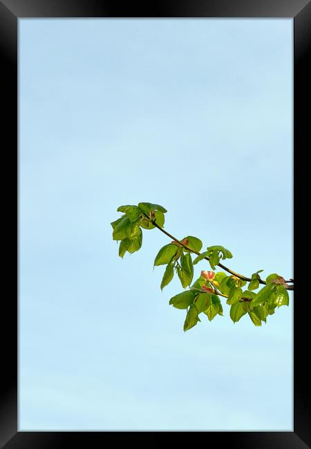 Spring leaves of the Small-leaved Lime_DSF1679.jpg Framed Print by Hugh McKean