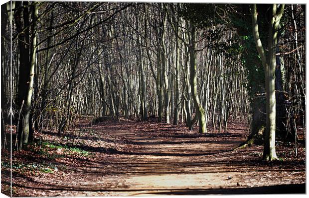 Ancient Wandlebury woodlands near cambridge Canvas Print by Terry Pearce