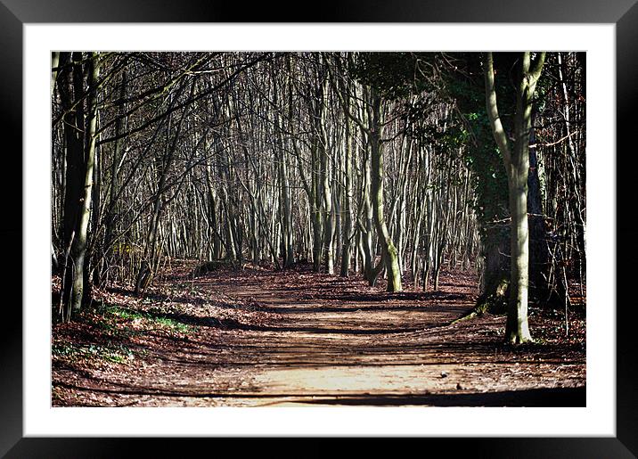 Ancient Wandlebury woodlands near cambridge Framed Mounted Print by Terry Pearce