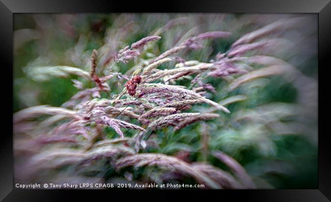 SUMMER WILD GRASS Framed Print by Tony Sharp LRPS CPAGB