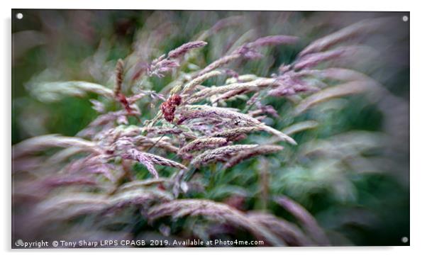 SUMMER WILD GRASS Acrylic by Tony Sharp LRPS CPAGB