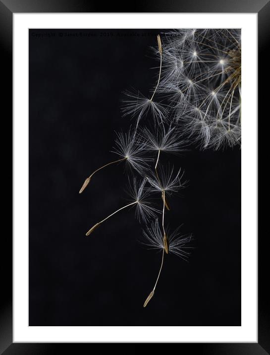 Dandelion Seeds Framed Mounted Print by Janet Burdon