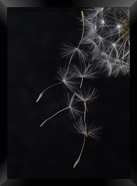 Dandelion Seeds Framed Print by Janet Burdon