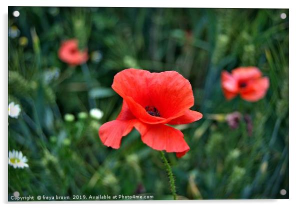 Poppy Acrylic by freya brown