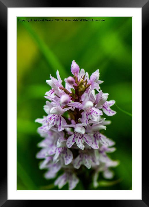 Woodland Orchid Framed Mounted Print by Paul Grove
