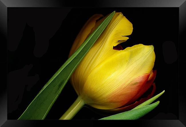 Yellow Tulip Framed Print by Tatiana Walker