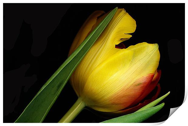 Yellow Tulip Print by Tatiana Walker