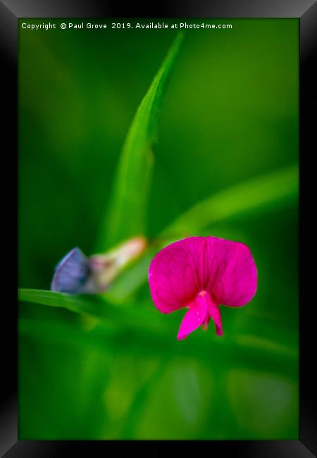 Tiny Meadow flower Framed Print by Paul Grove