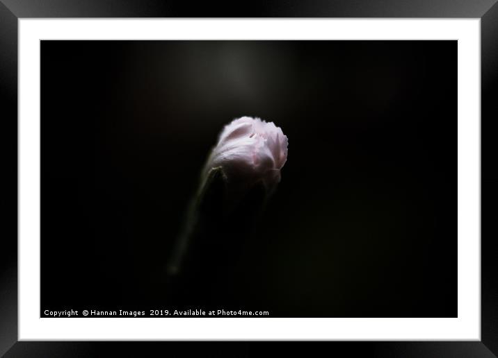 Feathery Bud Framed Mounted Print by Hannan Images