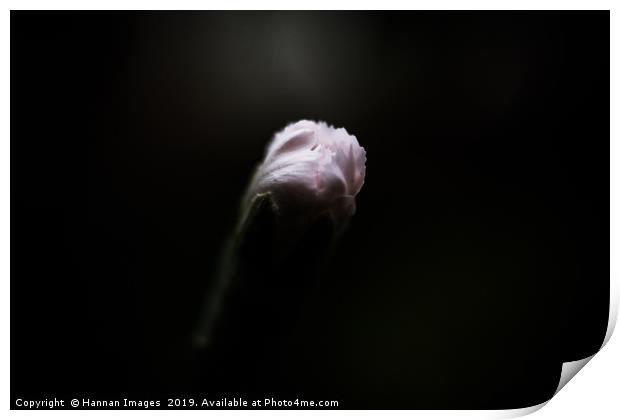 Feathery Bud Print by Hannan Images
