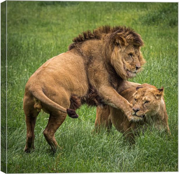 Two lions playing Canvas Print by George Robertson