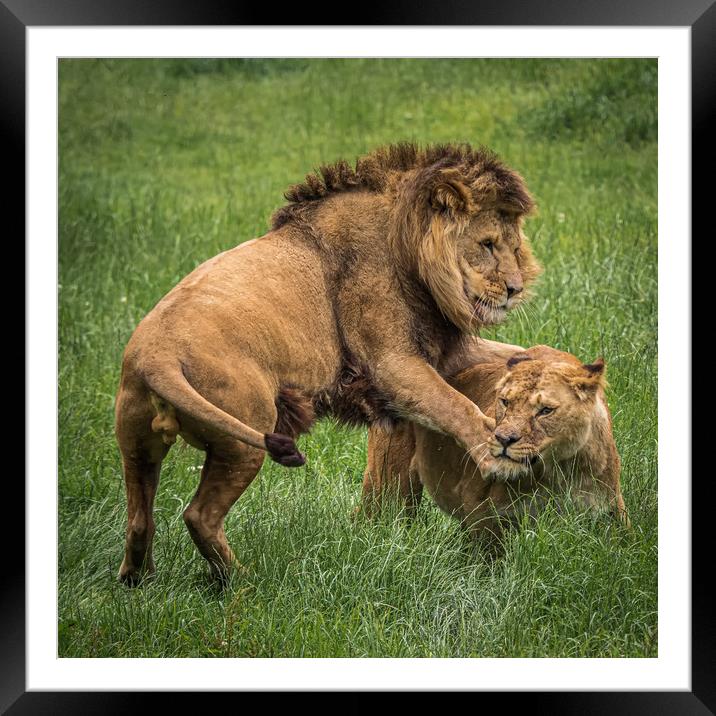 Two lions playing Framed Mounted Print by George Robertson