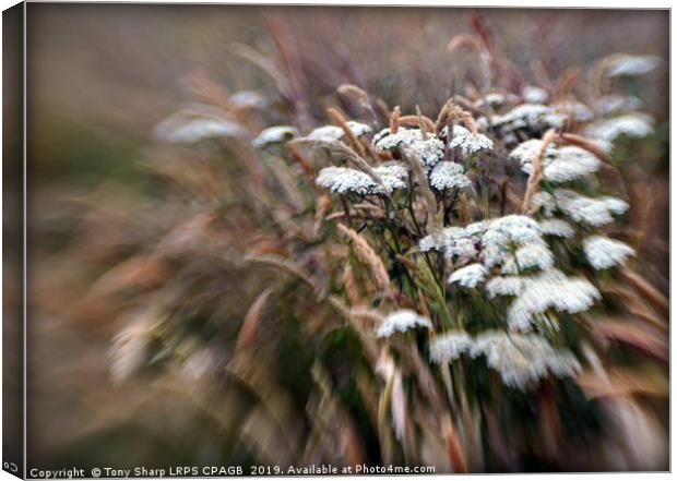 WILD MEADOW Canvas Print by Tony Sharp LRPS CPAGB