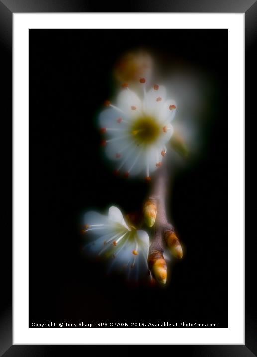 BLOSSOM GLOW Framed Mounted Print by Tony Sharp LRPS CPAGB