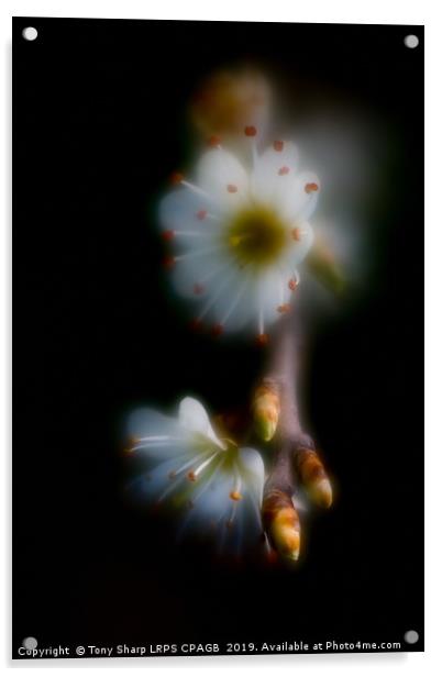 BLOSSOM GLOW Acrylic by Tony Sharp LRPS CPAGB