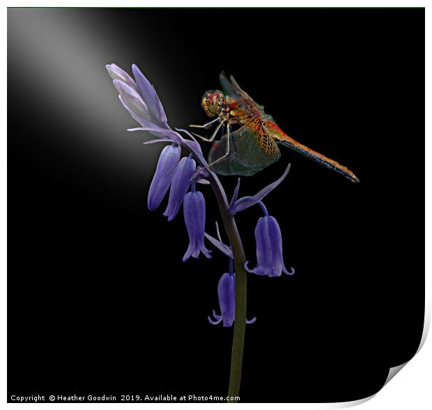 Dragonfly and Bluebell Print by Heather Goodwin