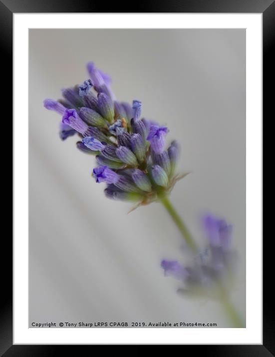 LAVENDER DETAIL Framed Mounted Print by Tony Sharp LRPS CPAGB