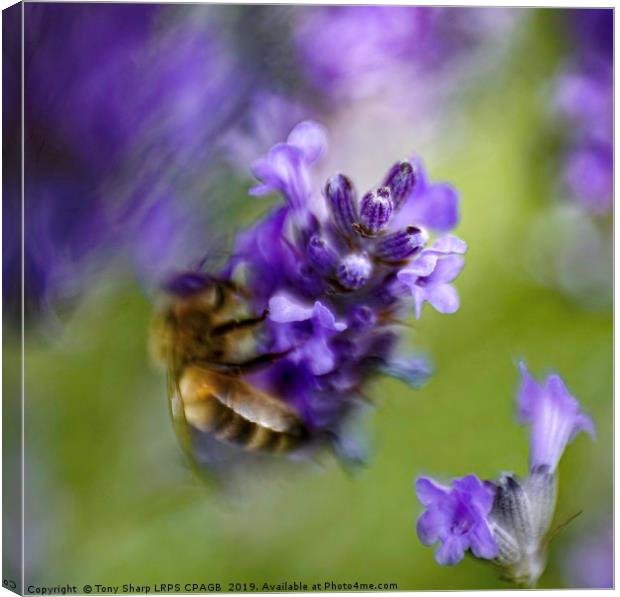 SURREAL BEE ON LAVENDER Canvas Print by Tony Sharp LRPS CPAGB