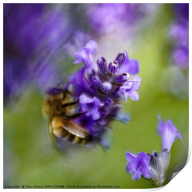 SURREAL BEE ON LAVENDER Print by Tony Sharp LRPS CPAGB