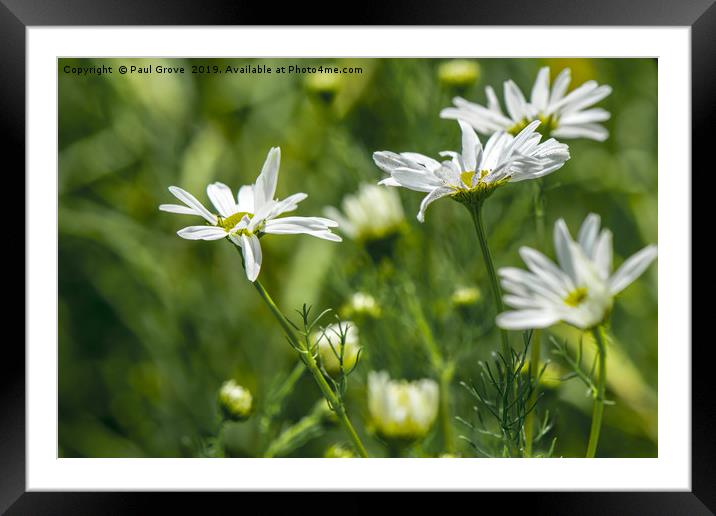 Meadow Daisies Framed Mounted Print by Paul Grove
