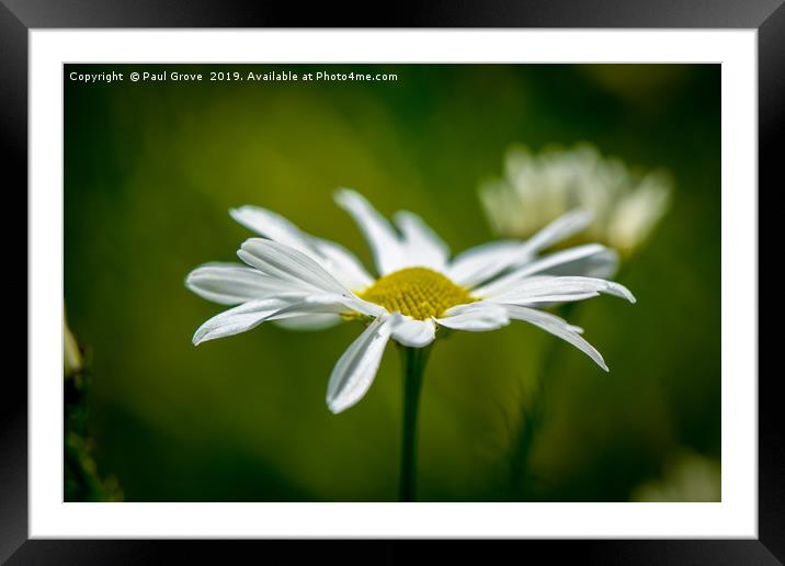 Single Daisy in Full Bloom Framed Mounted Print by Paul Grove