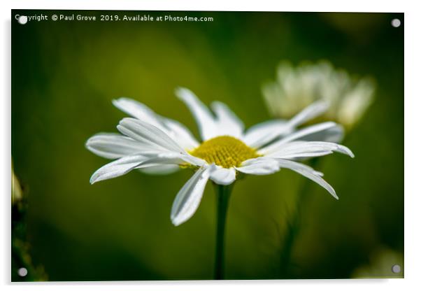 Single Daisy in Full Bloom Acrylic by Paul Grove