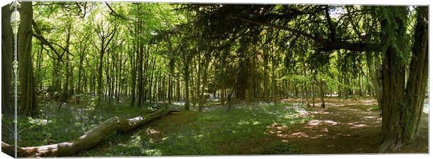 Whippendell Wood at Bluebell Time Canvas Print by graham young