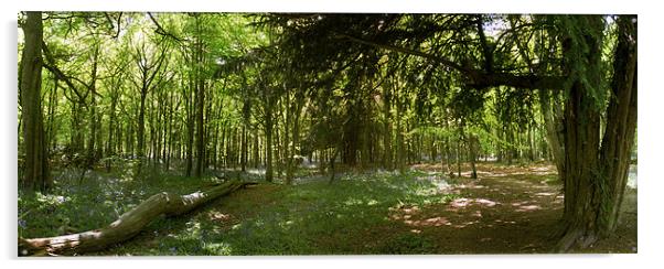 Whippendell Wood at Bluebell Time Acrylic by graham young
