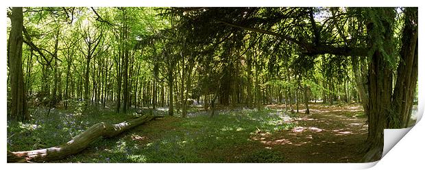 Whippendell Wood at Bluebell Time Print by graham young